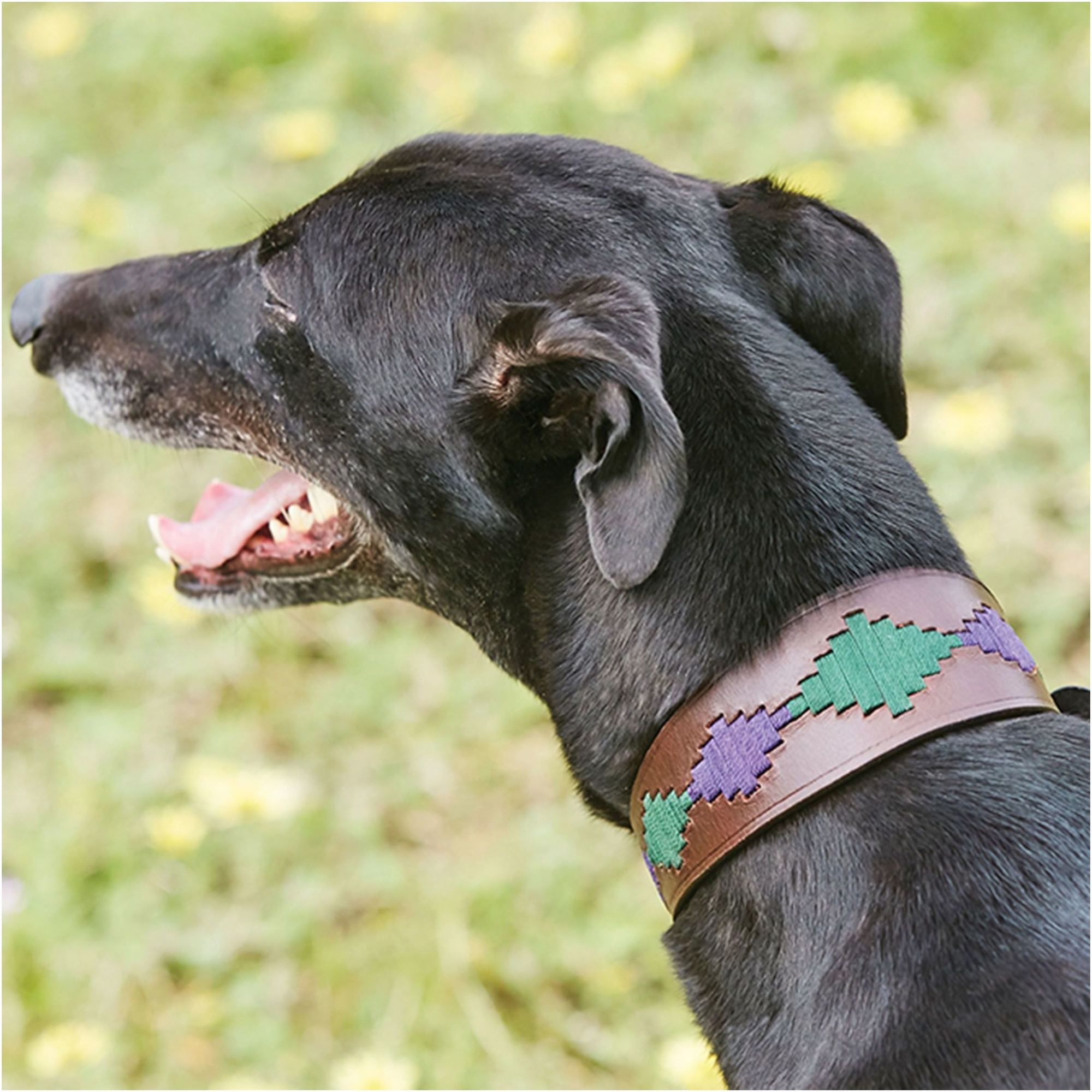Collier Pour Chien Weatherbeeta Lurcher Polo En Cuir - Brun Beaufort / Violet / Sarcelle